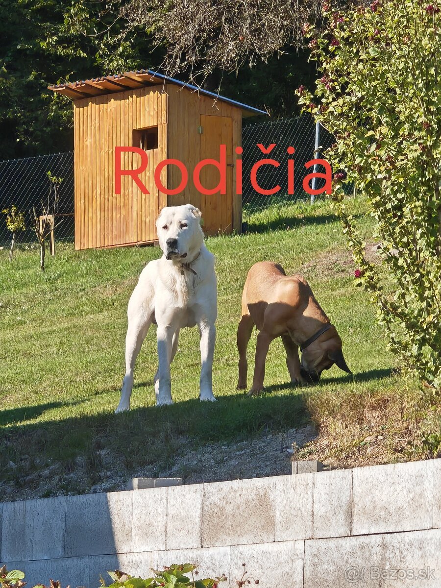 Predám šteniatka - 13