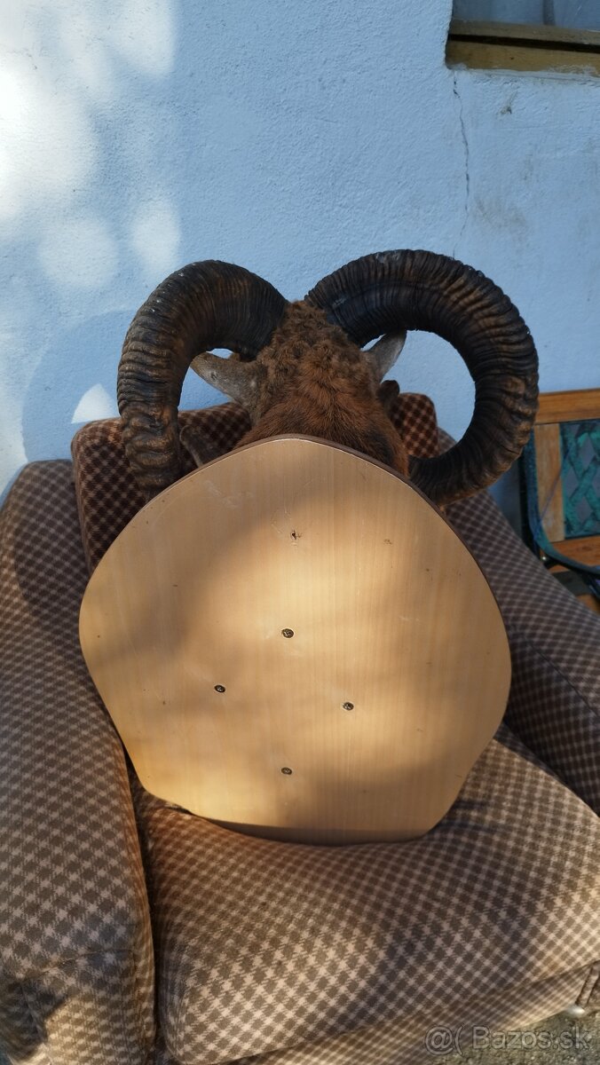 Predám preparát zlatého muflona. Parožie zhody trofeje. - 13