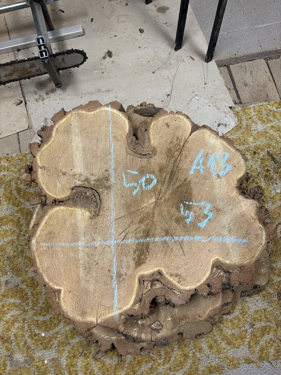 Vysušené agátové koláče / priečne rezy, agát - 13