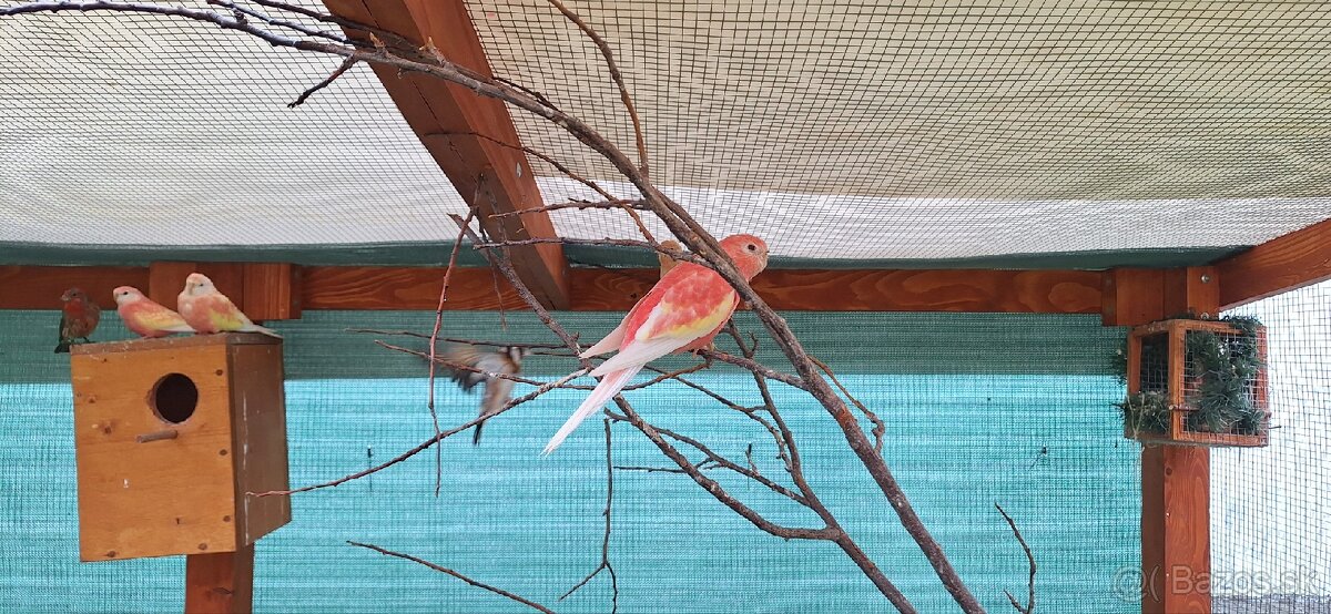 Neofema Bourkova Rubino - 13