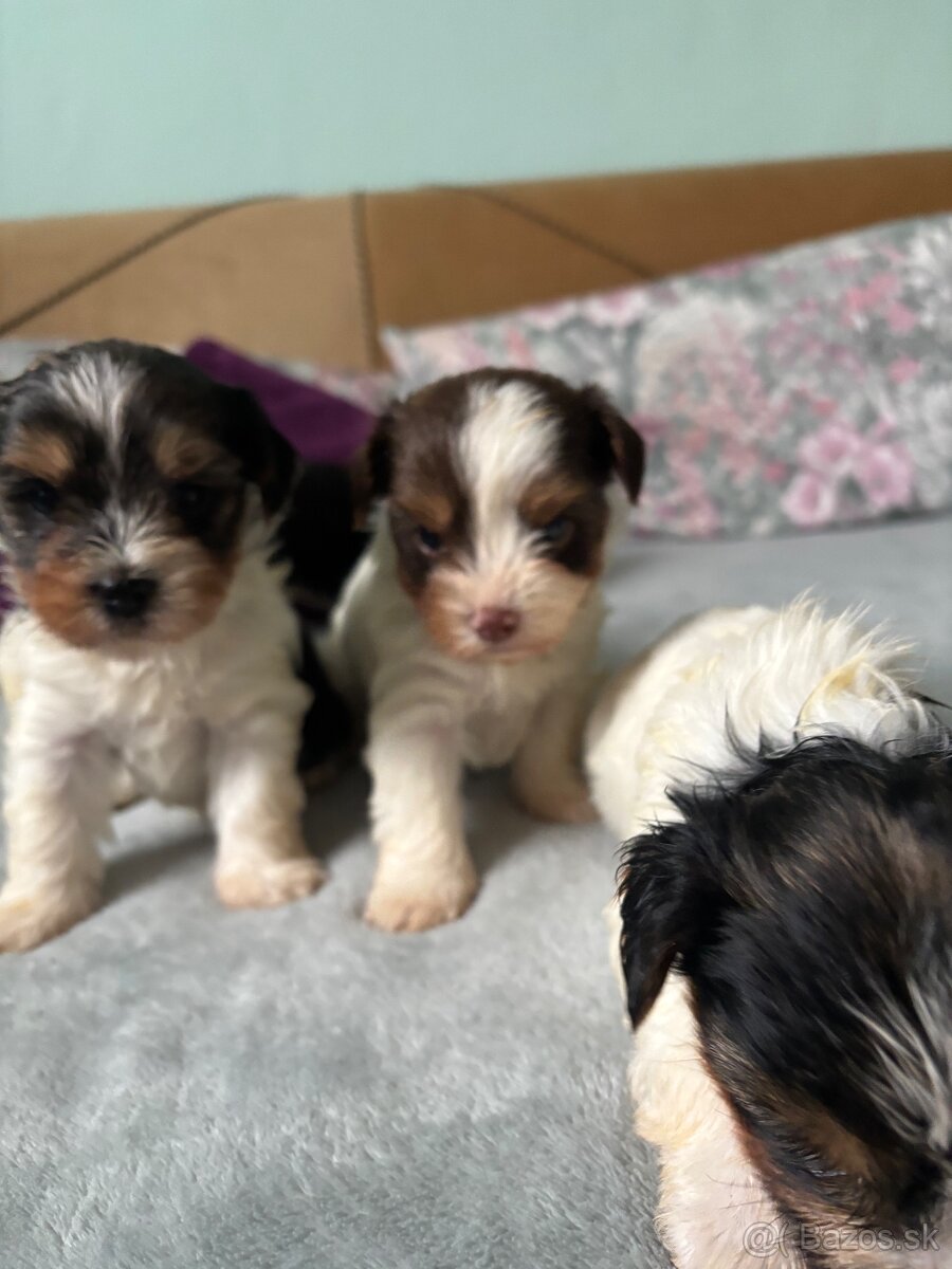 Biewer yorkshire terier - 13