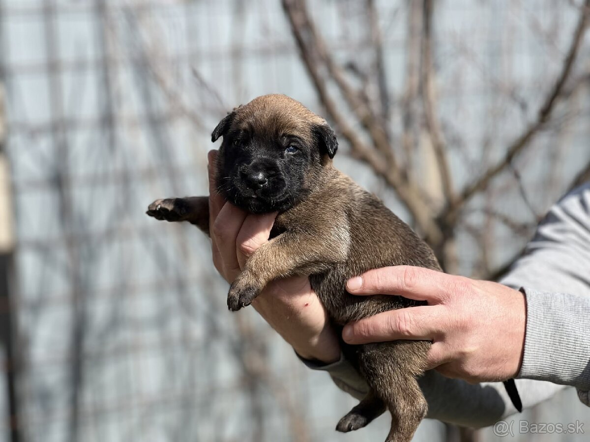Belgický ovčiak Malinois s PP - 13