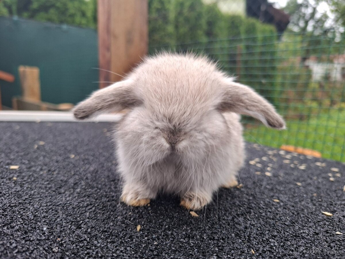 Minilop Element bunny - 13