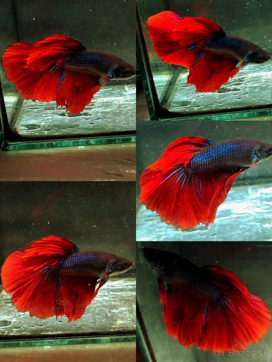 Betta Splendens - Bojovnica Pestrá. - 13