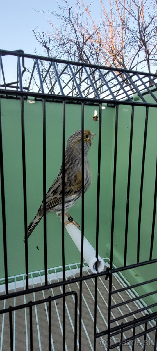 Predám Kanáriky,Kanáre - 13