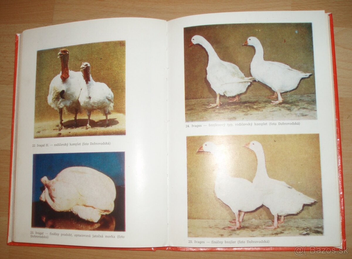 Najvýkonnejšie plemená a typy hydiny - 13