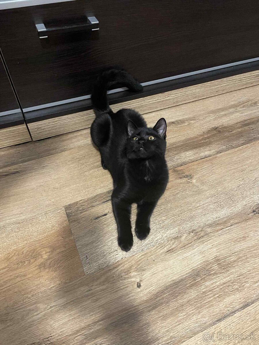 Darujem kocúrika - 13