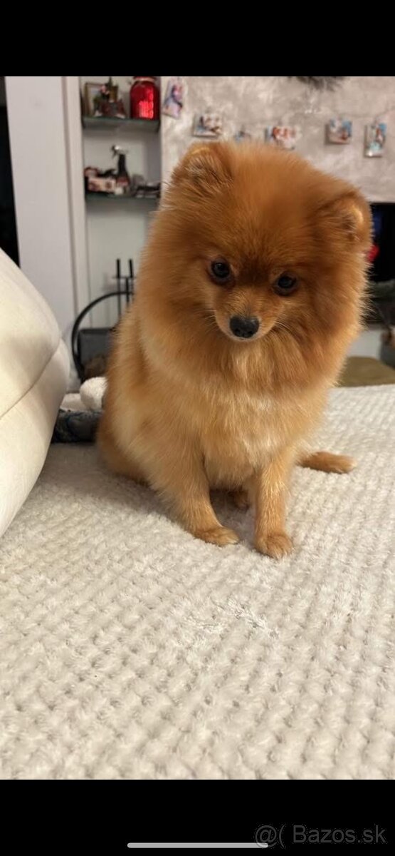 Pomeranian - 13