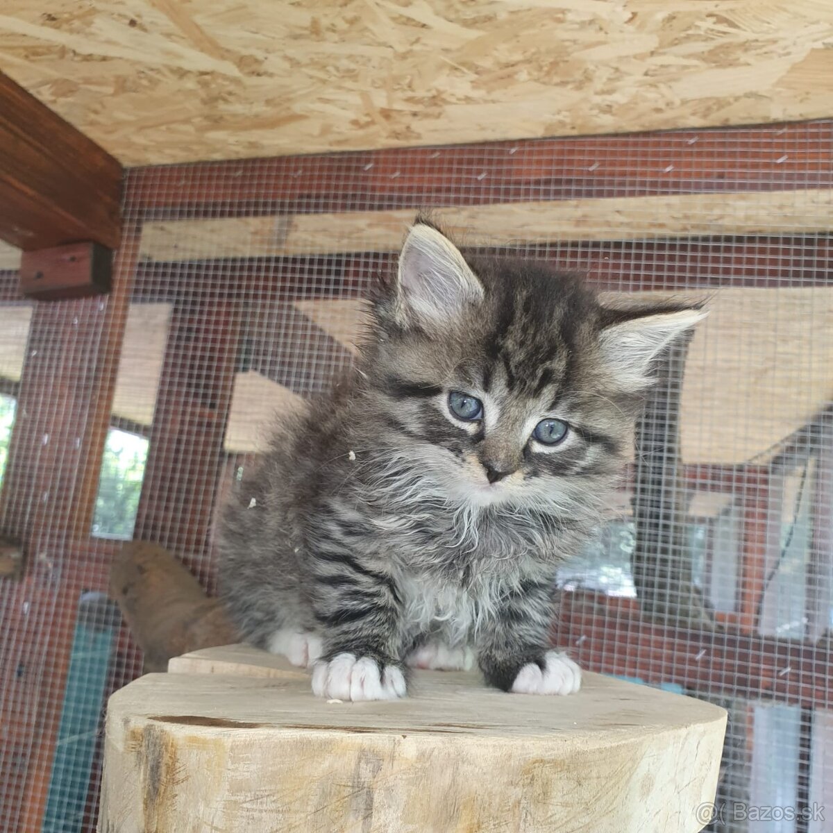Ponukam maciatka - 13