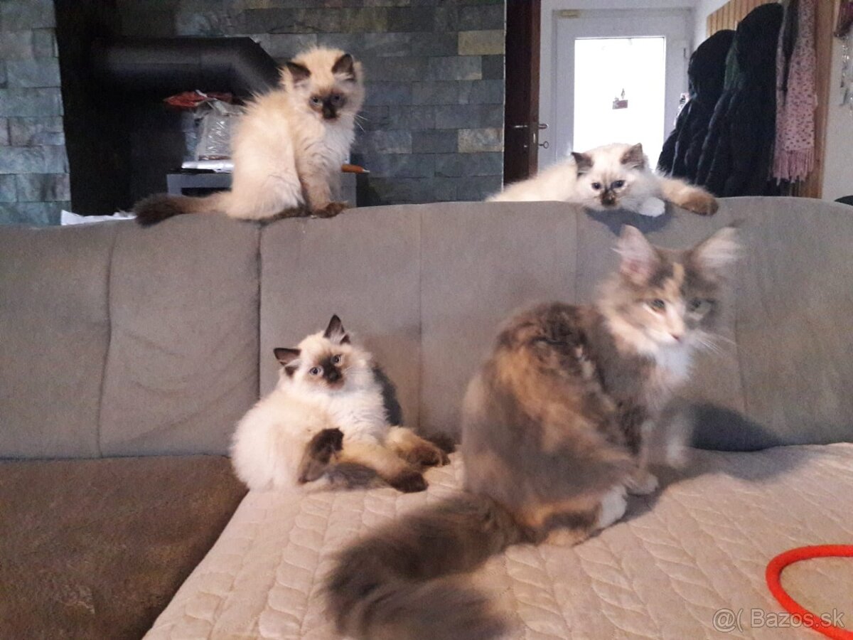 Mačiatka Ragdoll - 13