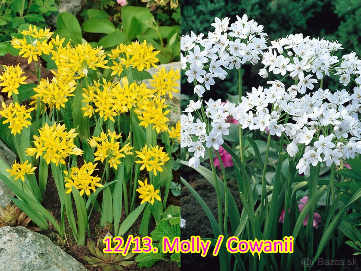 Okrasný cesnak 13 druhov od 0.15€ - 13