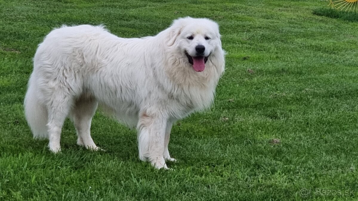 Slovenský čuvač - 13