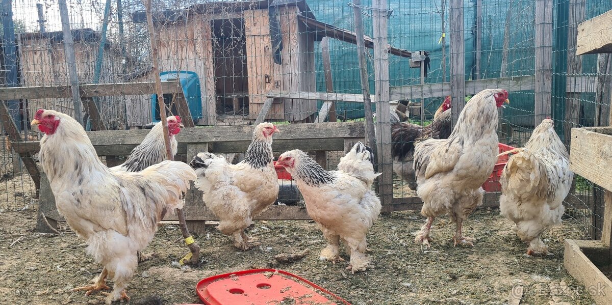 Ponukam nasadove vajicka - 13