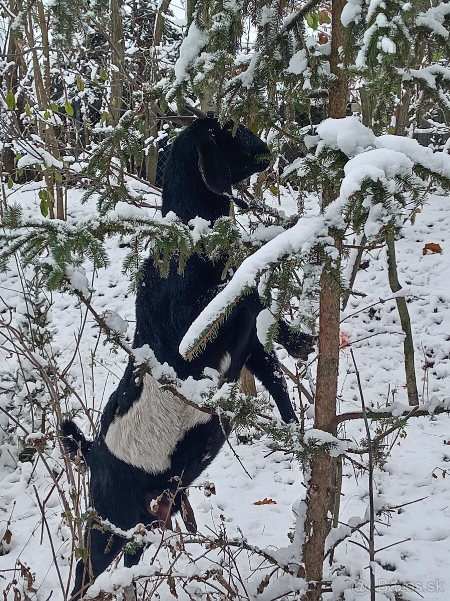 Anglonubijska koza a cap - 13