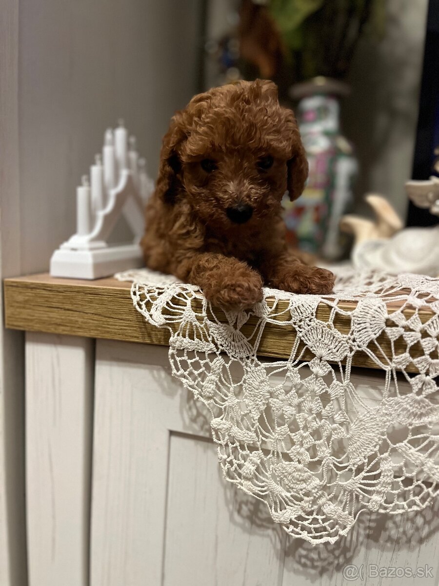 Pudel toy Red ultra mini - 13