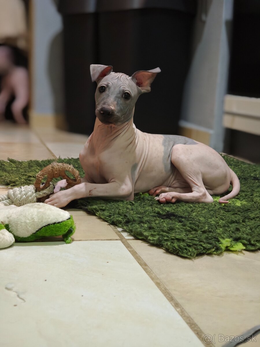 Americký bezsrstý teriér - 13