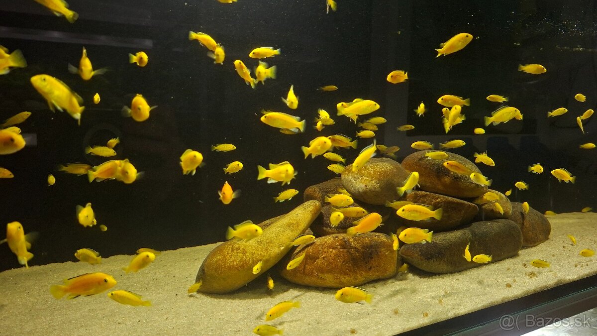 Africké cichlidy - 13