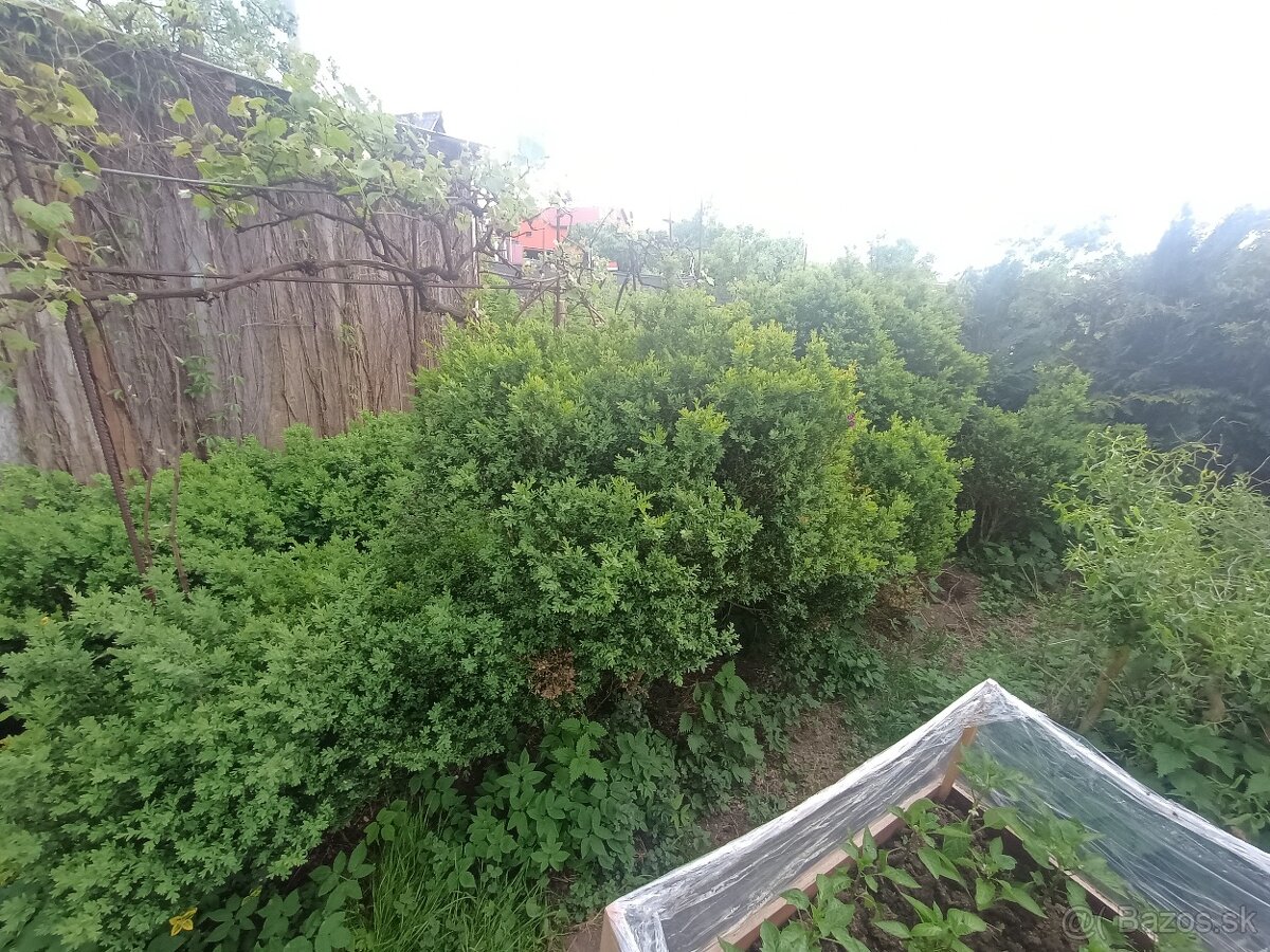 Krušpan vždy zelený Buxus - 13