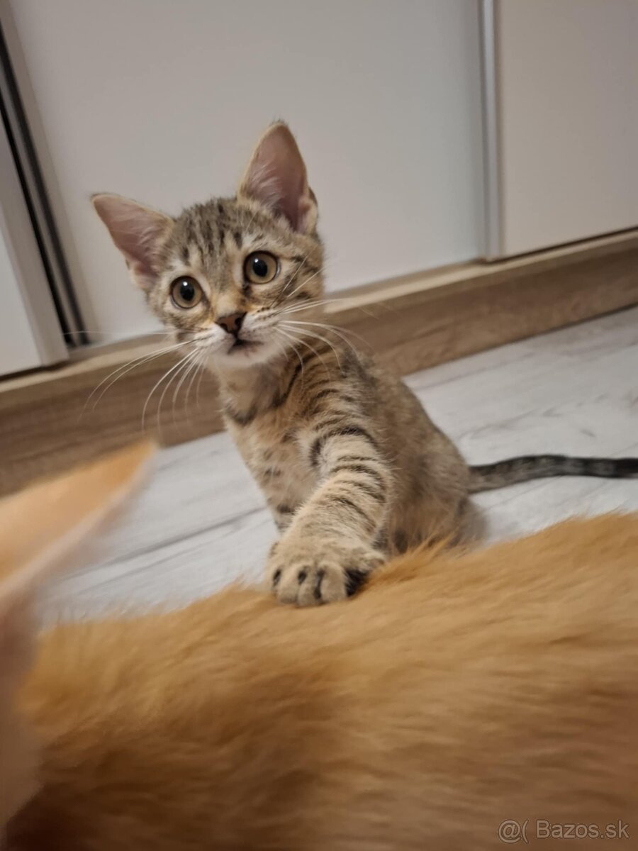 Mačiatka k adopcii - 13