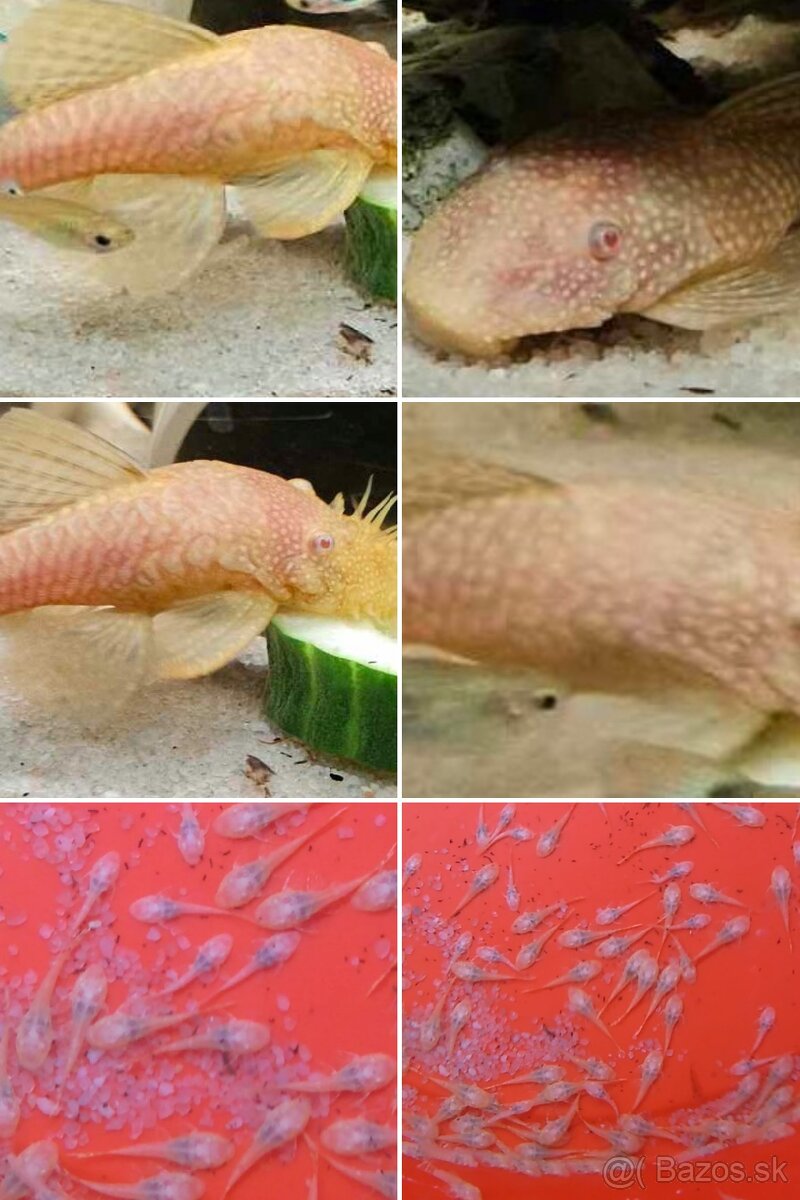TITÁN FISH - 13