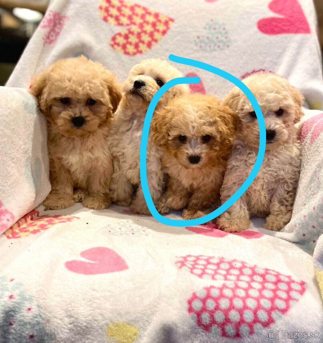 Apricot Maltipoo - 13