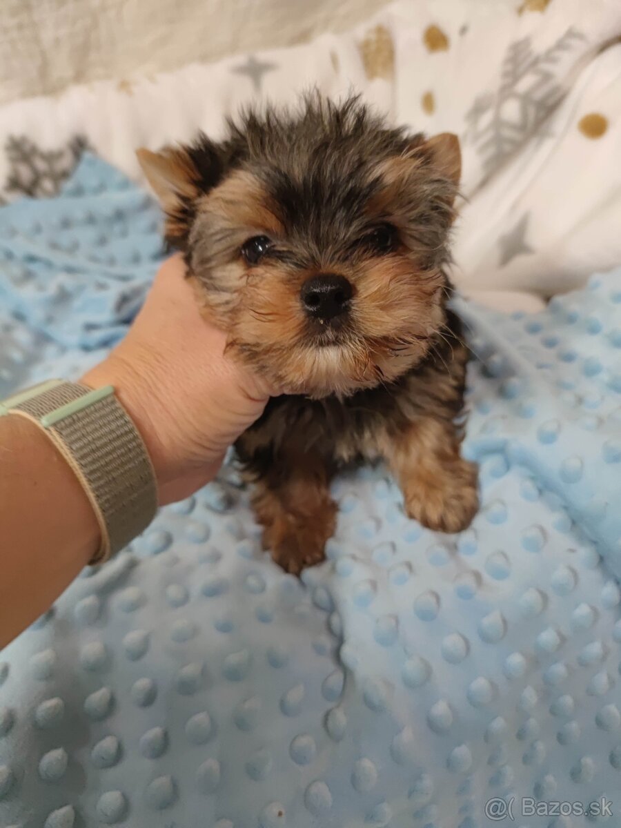Yorkshire terrier s PP - 13