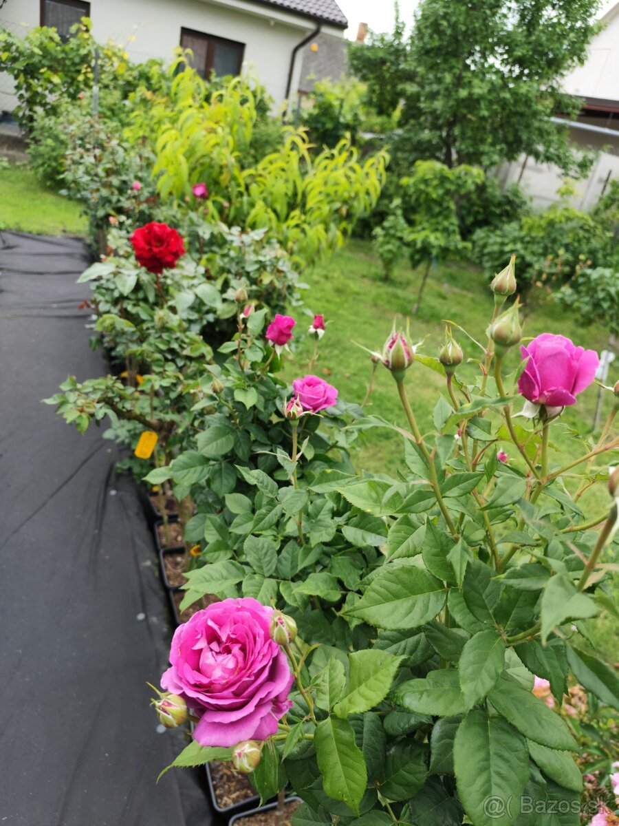 Ruže, rózsa, stromčekové ruže, rózsafa - 13