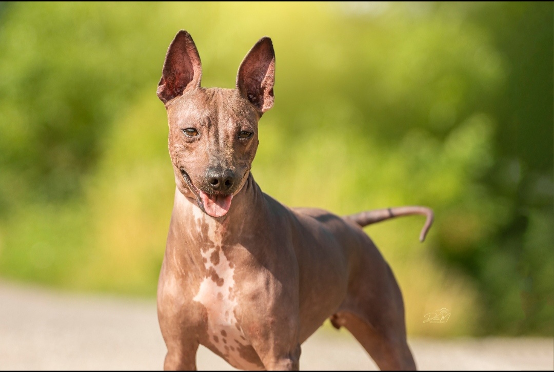 Americký bezsrstý teriér - 13