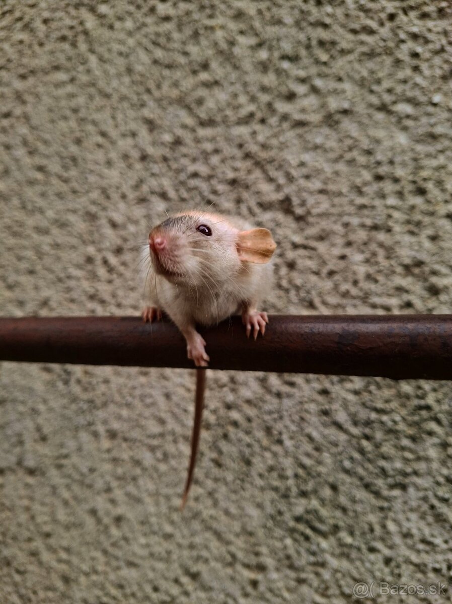 Predám potkaniky - 13