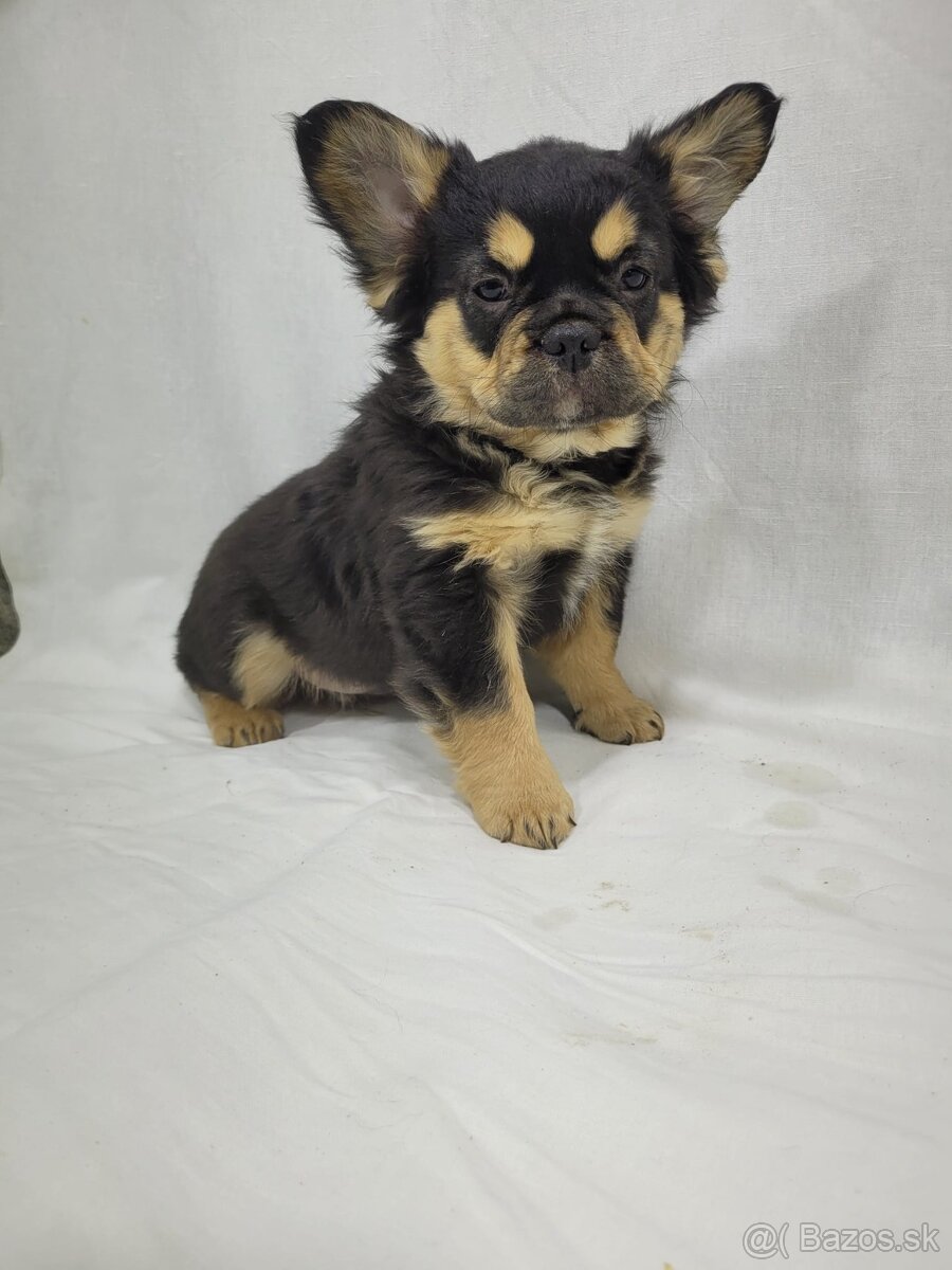 Francúzsky buldoček - 13