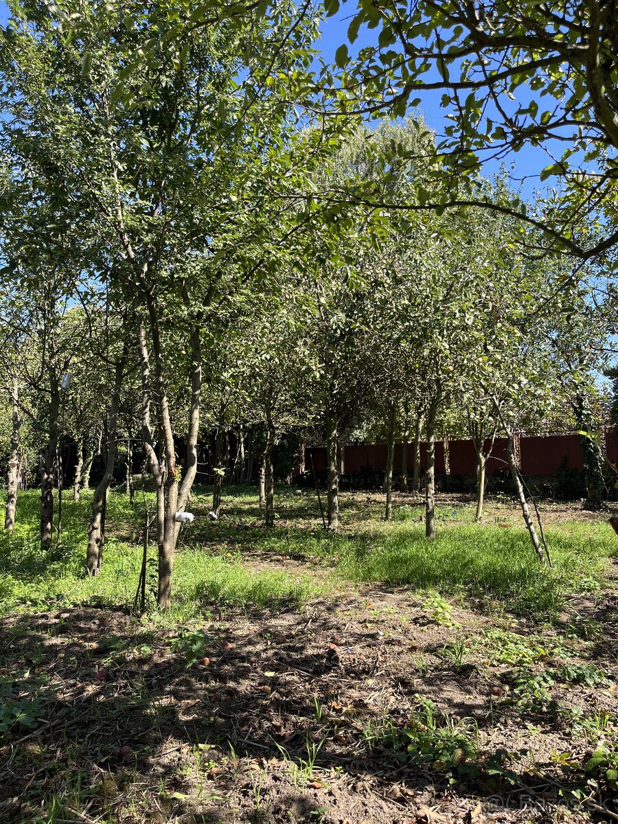 Sedliacky dom s jabloňovým sadom - okr. Levice - 13