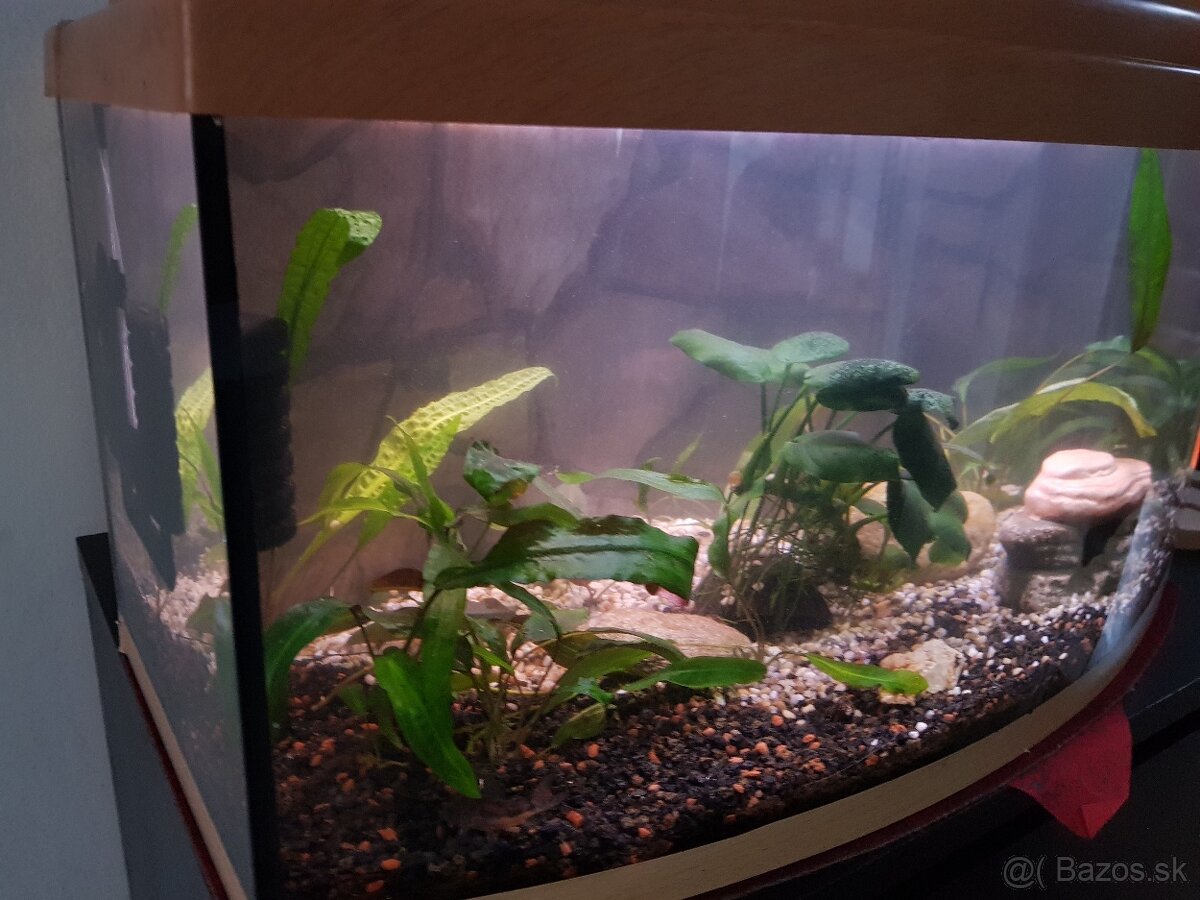 zabehnuté 54 litrové akvárium - 13