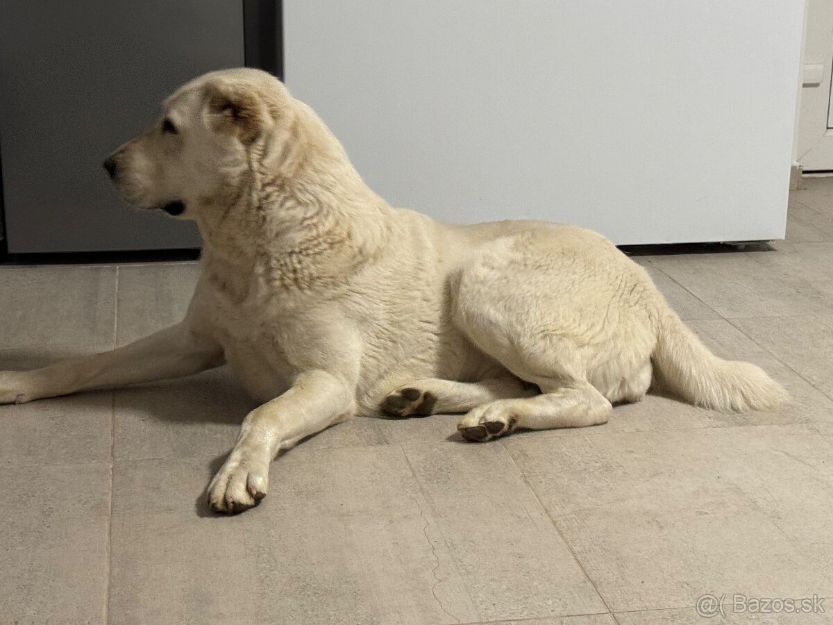 Stredoázijský ovčiak SAO - 13