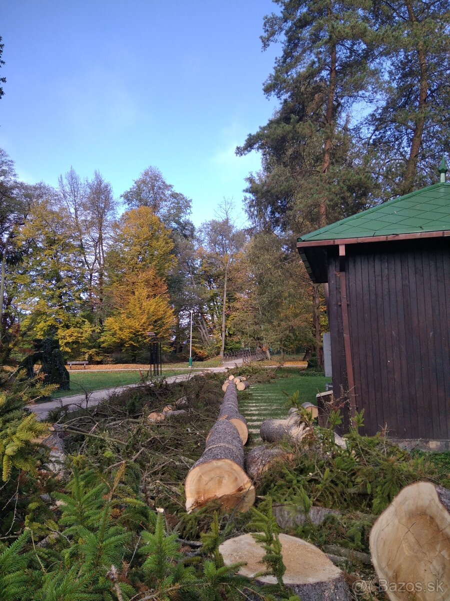 Výrub a orez rizikových stromov - 13
