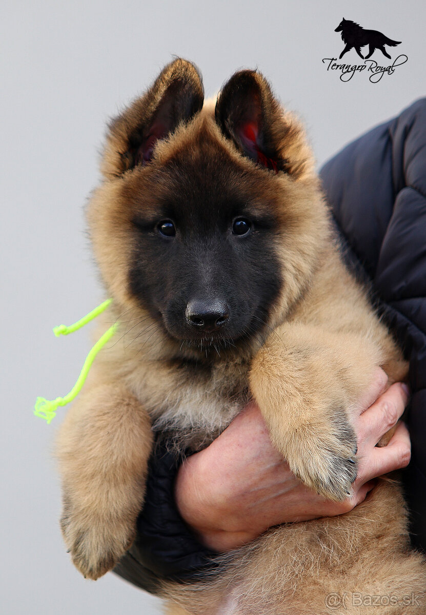 Belgický ovčiak Tervueren - šteniatka s PP na odber - 13