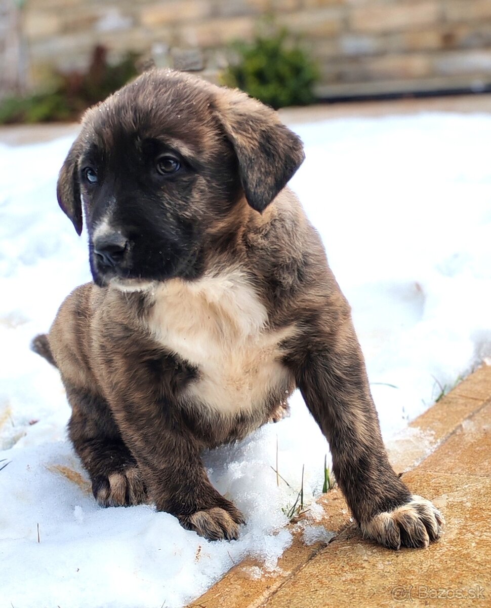 Stredoazijsky ovčiak - 13