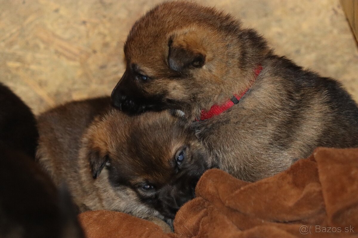 Německý ovčák s PP - 13