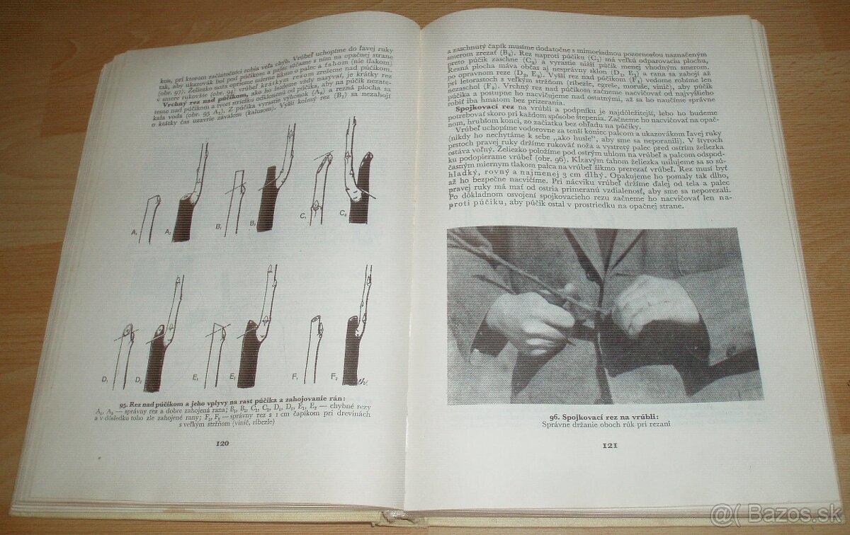 Štepenie, očkovanie a preštepovanie drevín - 13