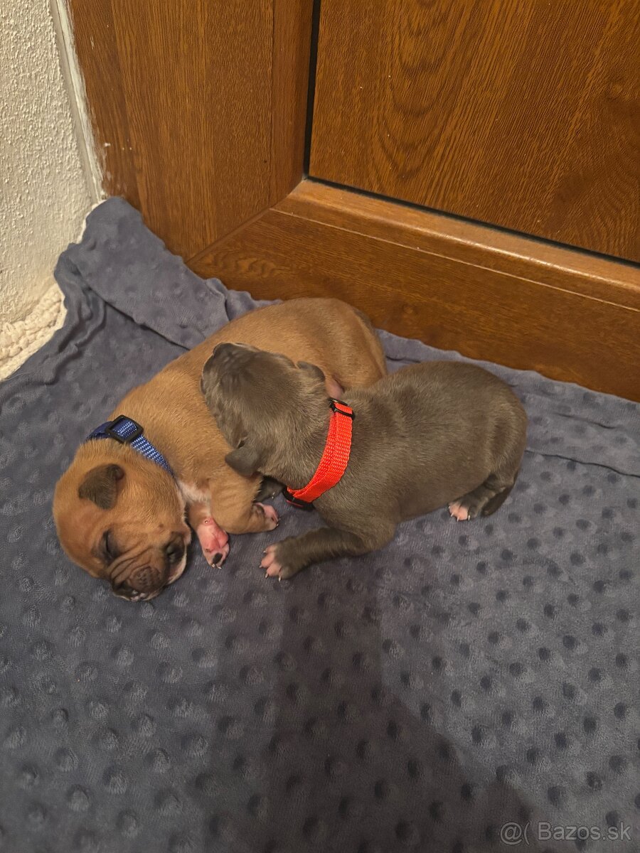 Americký stafordsirsky terier, Stafford, amstaf - 13