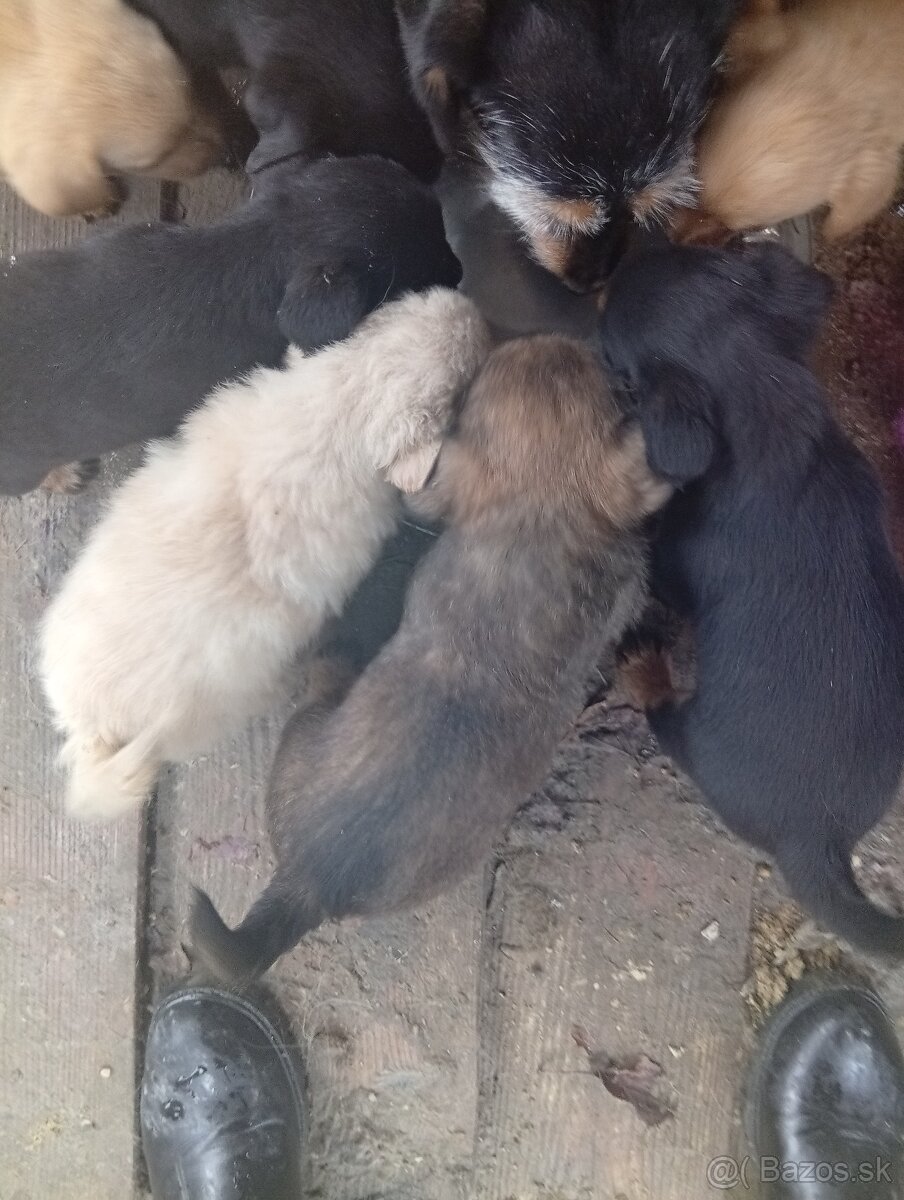Predám 8-týždnové šteniatka 1 za 20€ - 13