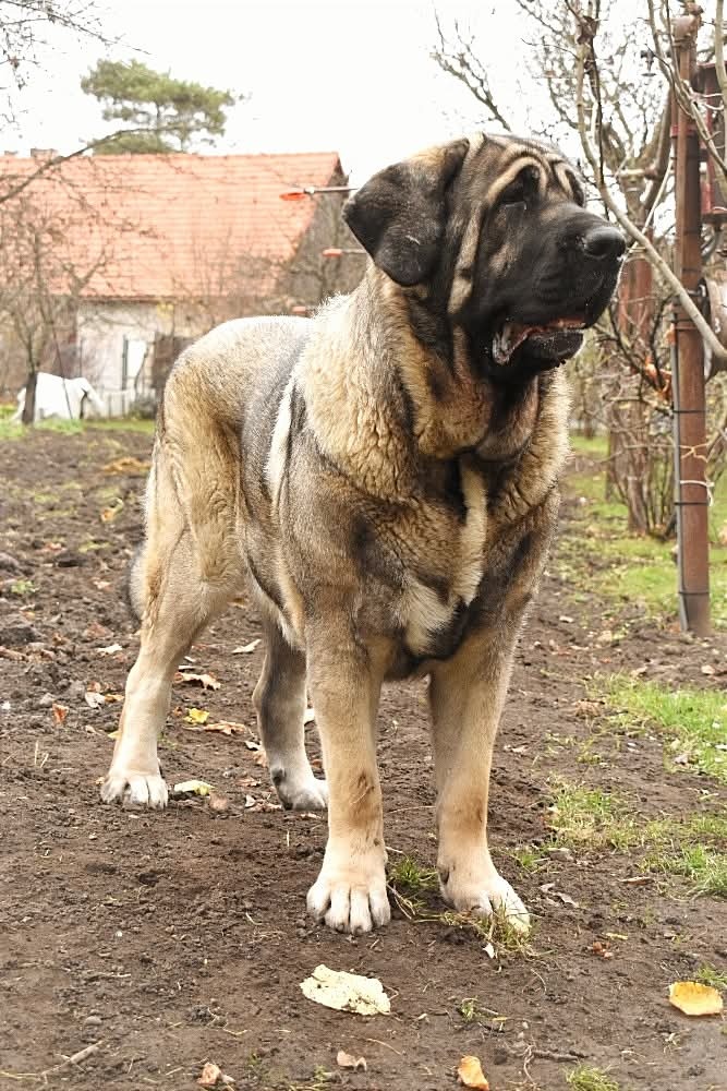 Španielský mastin - 13
