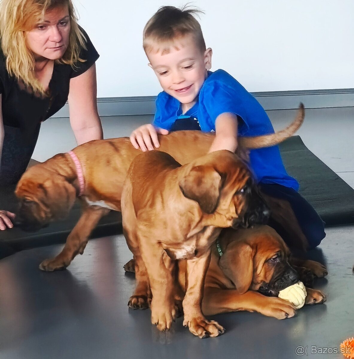 Tosa Inu s PP (FCI) - 13