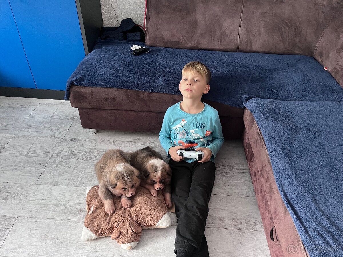 Šteniatka Akita Inu - 13