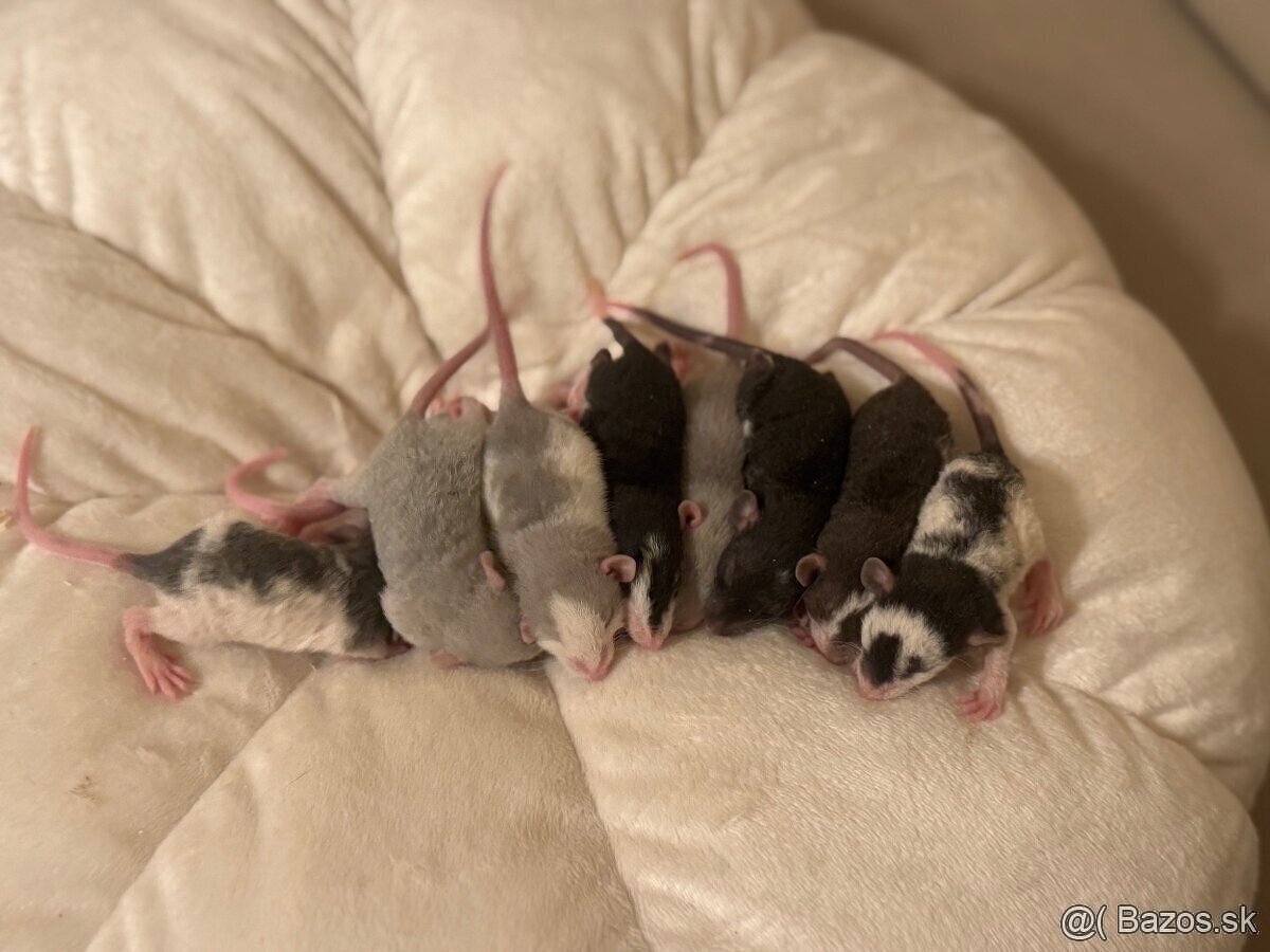 🐭 potkan, potkaníky 🐰 - 13