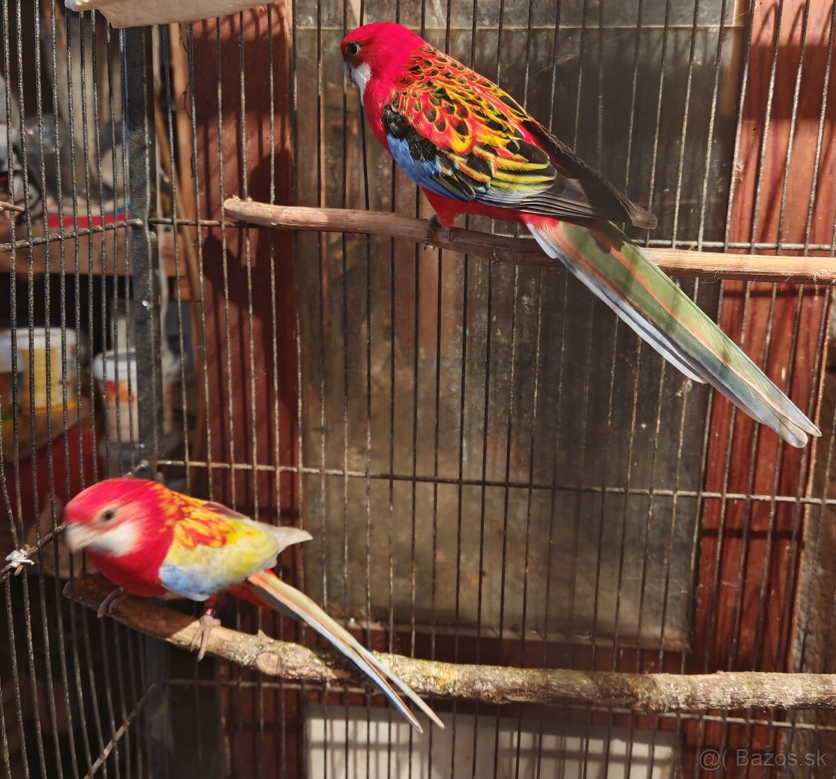 Rozela pestrá - pár - 13