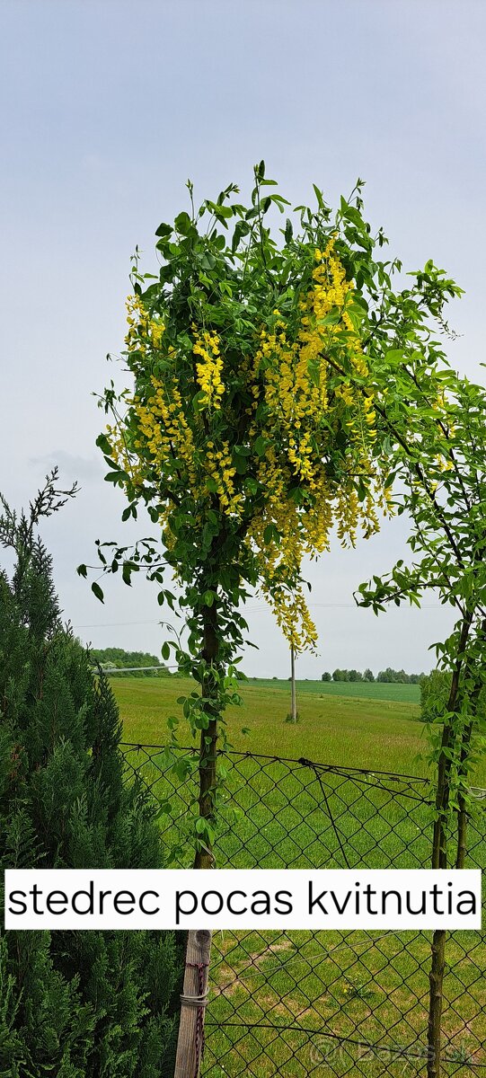 Metasekvoja,sekvojovec,Katalpa,araukaria - 13