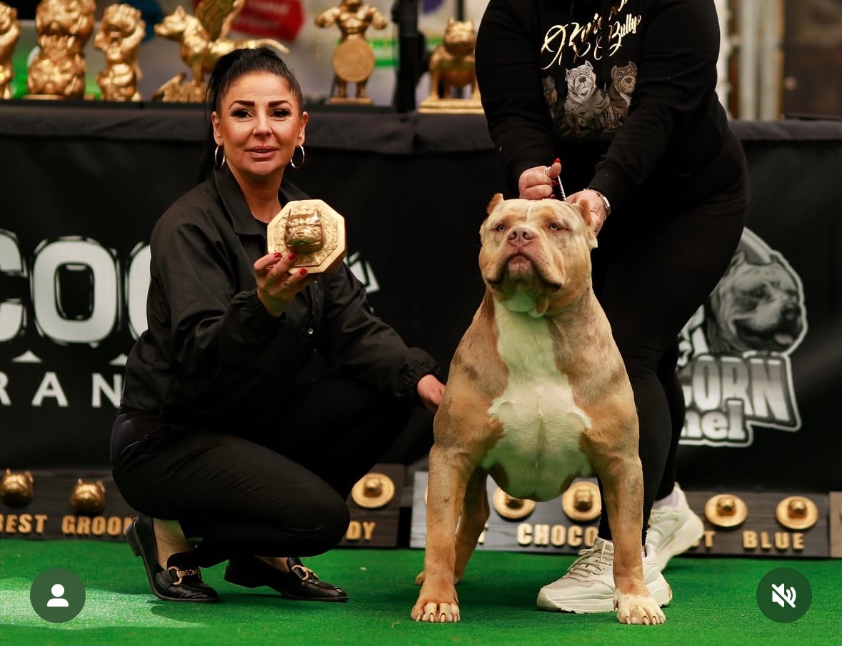 American Bully XL (Pitbull XXL) - 13