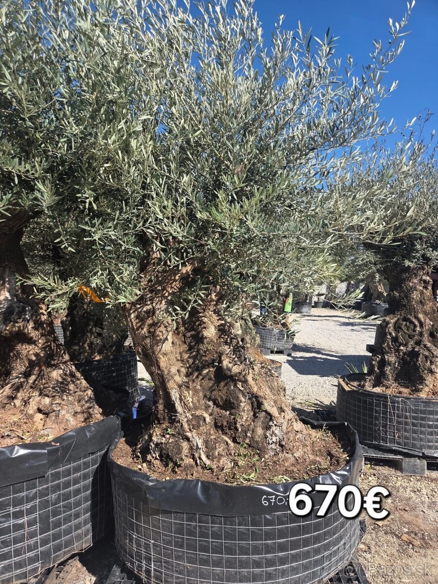 Mrazuvzdorne Olivovníky - 13