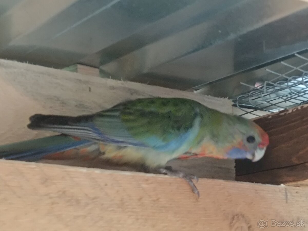 Predám - Rozela Adelaidská - 13