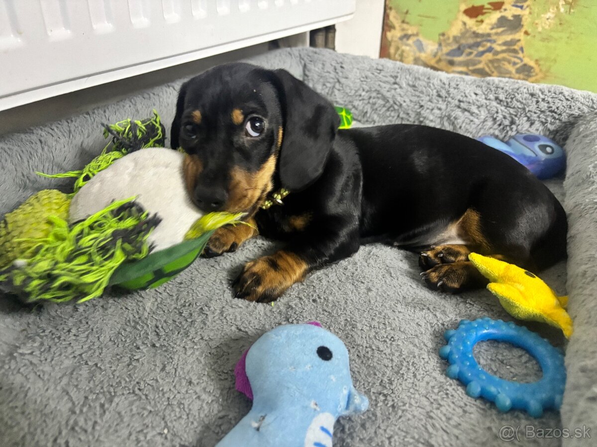 Jazvečík kratkosrstý - 13